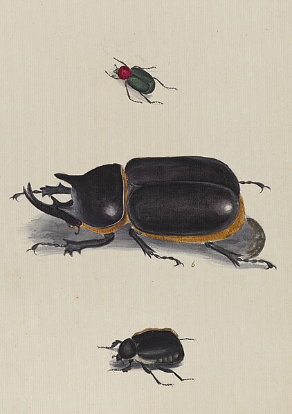 File:Studies of three insects (Megasoma Elaphus centre) - Ann Lee - 107-1973-70.jpg