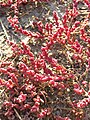 Die seltene Klein-Salzmelde wächst in den Sodalacken im Seewinkel und verfärbt sich im Herbst rot.