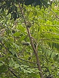 Thumbnail for File:Sugar Apple Tree.jpg