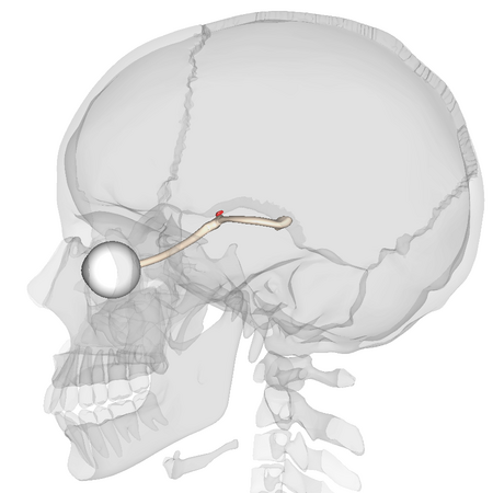 Tập_tin:Suprachiasmatic_nucleus_-_Lateral_view.png