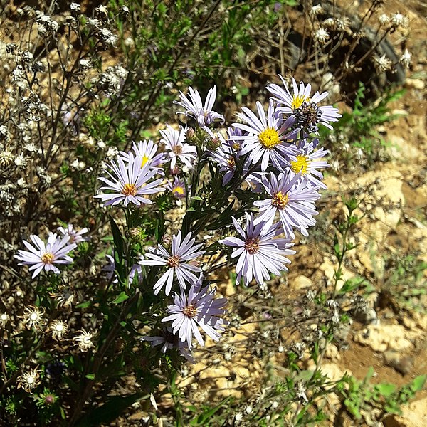 Image: Symphyotrichum carnerosanum 137208712