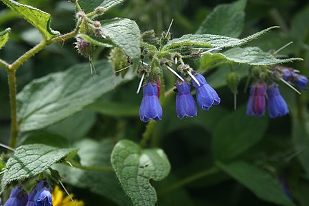 Symphytum asperum 2.jpg