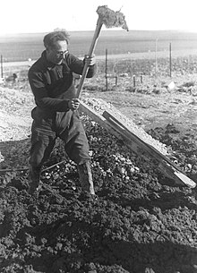 לודוויג שטראוס, עובד בשדות של קיבוץ הזורע, 1937