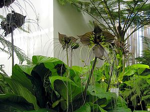 Bat flower (Tacca chantrieri)