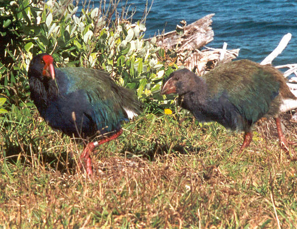 The takahē of New Zealand had not been seen since 1898 when it was 'rediscovered' in 1948.