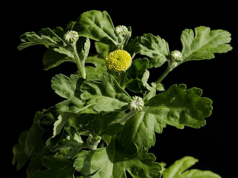 File:Tanacetum parthenium Golden Ball20170822 9815.jpg