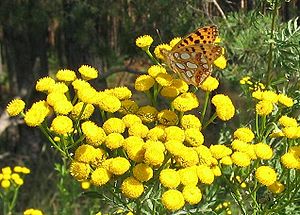 Tansy and Queen of Spain Fritilllary.JPG