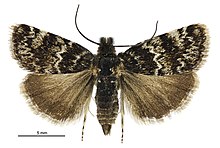 Tauroscopa notabilis male.jpg