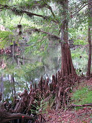 Withlacoochee State Forest, Dunnellon, Florida