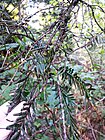 Taxus brevifolia (Pacific yew) - Flickr - brewbooks (1).jpg