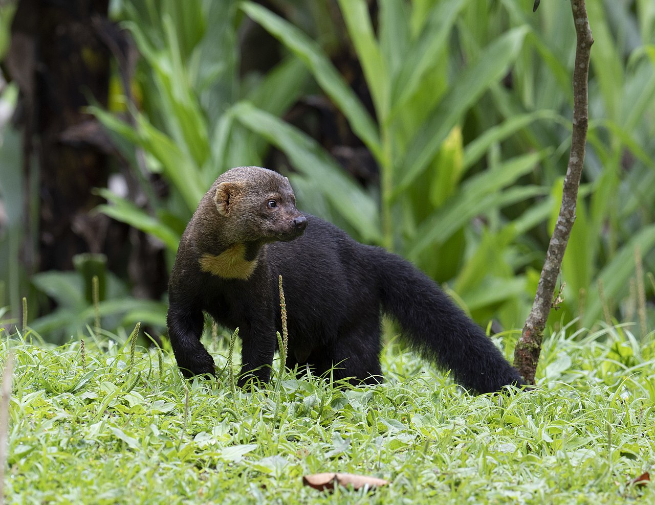 1280px-Tayra_-_Male%2C_Brazil.jpg