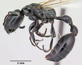 Tetraponera nigra