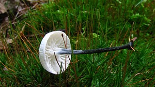 <i>Tetrapyrgos</i> Genus of fungi