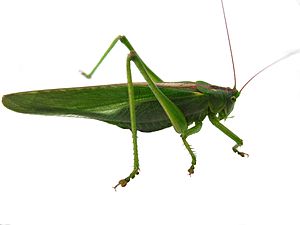 Green hay horse (Tettigonia viridissima), female