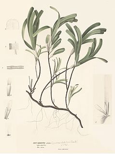 <i>Thalassodendron ciliatum</i> Species of aquatic plant