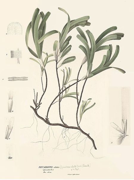 Fail:Thalassodendron_ciliatum.jpg