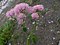 Thalictrum aquilegifolium a4.jpg