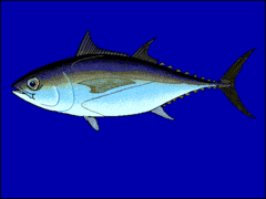 Thunnus atlanticus