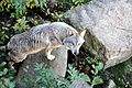 The European grey wolf in the Animal Park of the Monts de Gueret The Wolves of Chabrières.