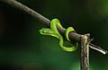 * Nomination Pit viper. By User:Noman Al Moktadir --Masum-al-hasan 03:38, 30 May 2017 (UTC) * Decline Sorry, the head is unsharp. I could accept that not all the snake is in focus, but the head must must be. --Peulle 07:19, 30 May 2017 (UTC)