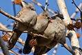 Three Crested Pigeons (Ocyphaps lophotes).jpg