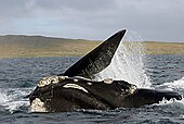 ミナミセミクジラ: 概要, 生態, 生息状況