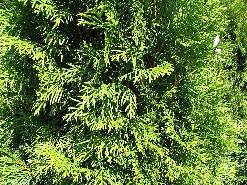 File:Thuja occidentalis Smaragd 0zz.jpg