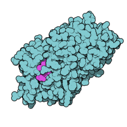 Thyroxine-binding globulin 2CEO.png