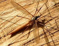 Típula (Tipula oleracea).