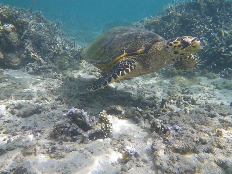 File:Tortue verte au Lagon la Saline - Ile de la Réunion.jpg