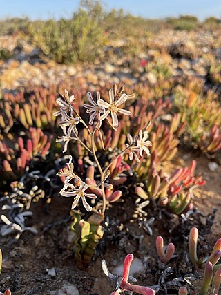 <i>Trachyandra tortilis</i> Succulent endemic to the Cape Provinces