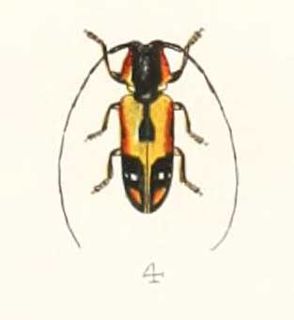 <i>Tragocephala mniszechii</i> Species of beetle