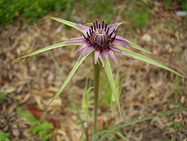 Tragopogon coelesyriacus flower RJP 01.JPG