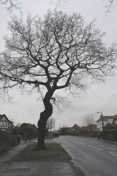 File:Tree on Cator Lane, Chilwell - geograph.org.uk - 661898.jpg