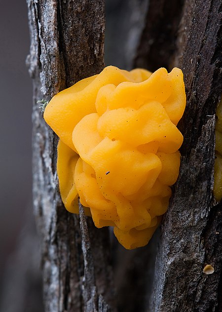 Tremella mesenterica.jpg