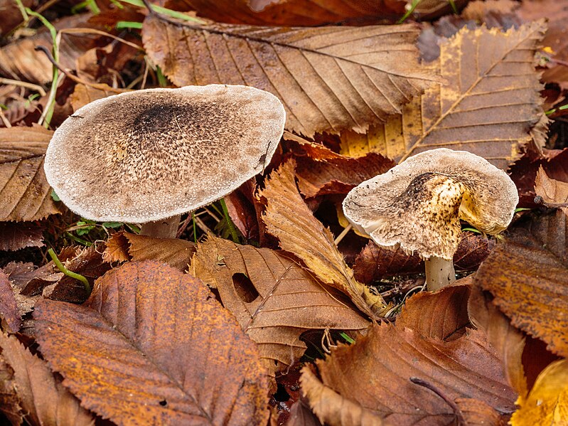 File:Tricholoma. Locatie, Paddenstoelenreservaat. 31-10-2022. (actm.) 12.jpg