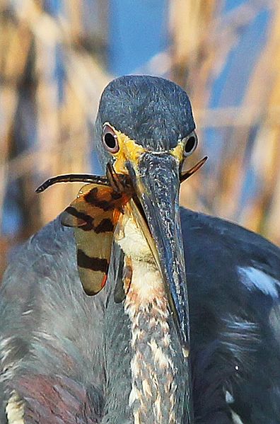 File:Tricolored Heron - Egretta tricolor with Halloween Pennant - Celithemis eponina, Everglades National Park, Homestead, Florida - 12631311215.jpg