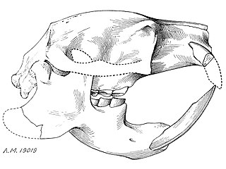 <i>Tsaganomys</i> Extinct genus of rodents