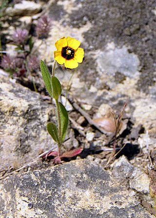 <i>Tuberaria guttata</i> Species of flowering plants in the rock rose family Cistaceae