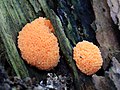 * Nomination Tubifera ferruginosa, a slime mould --Stu's Images 22:20, 19 January 2016 (UTC) * Promotion Good quality. --Uoaei1 04:58, 20 January 2016 (UTC)