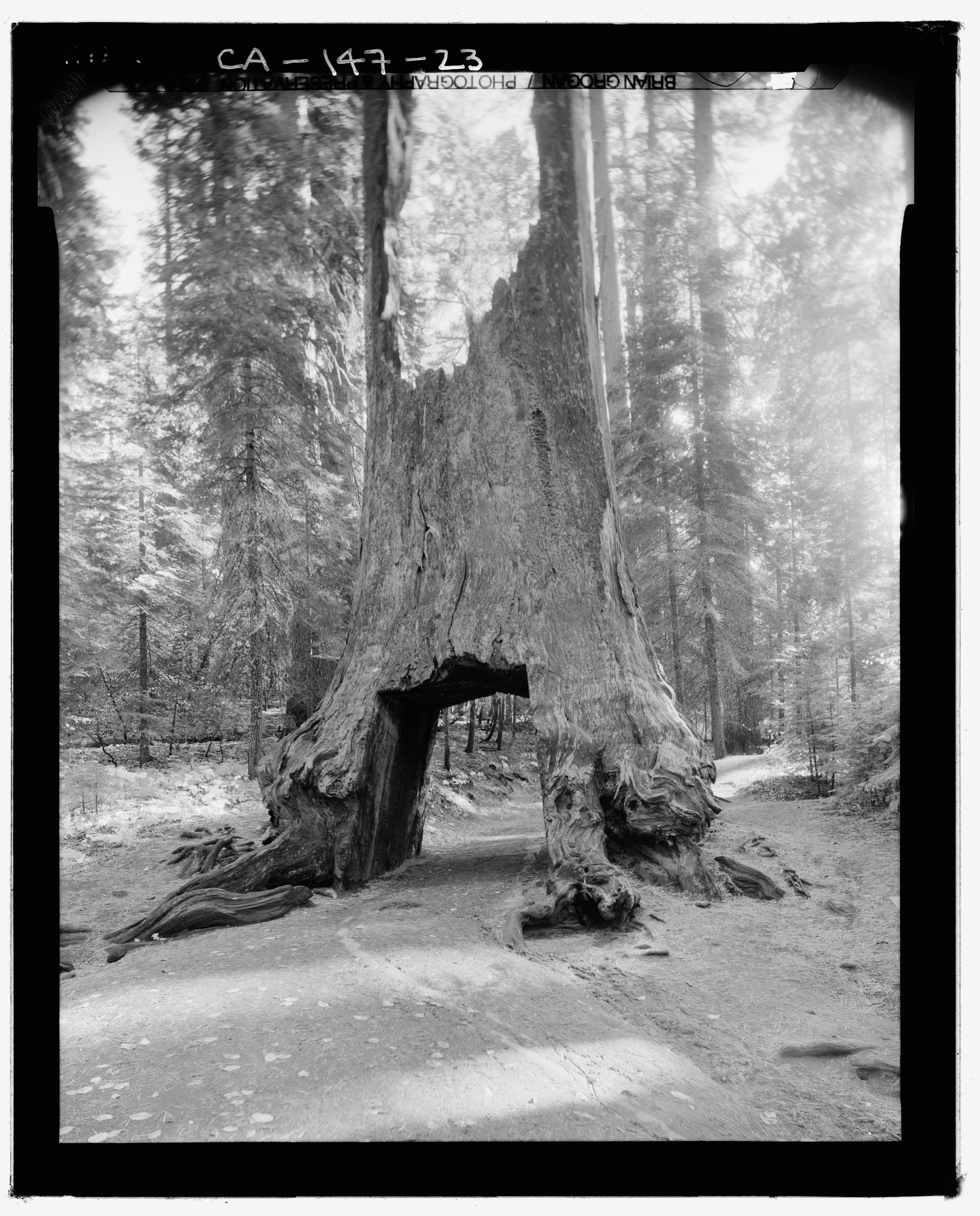 File:Tunnel tree Toulumne Grove. Looking south - Big Oak ...