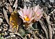 Turbinicarpus laui (1 sur 1) .jpg