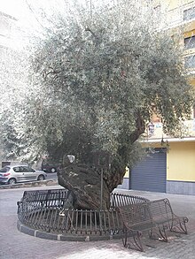 Olivi secolari in Sicilia