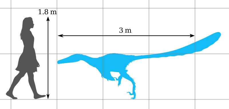 File:Unenlagia Size Comparison by PaleoGeek.svg