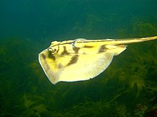 The crossback stingaree is found close to the sea floor. Urolophus cruciatus.jpg