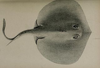 <span class="mw-page-title-main">Chilean round ray</span> Species of fish