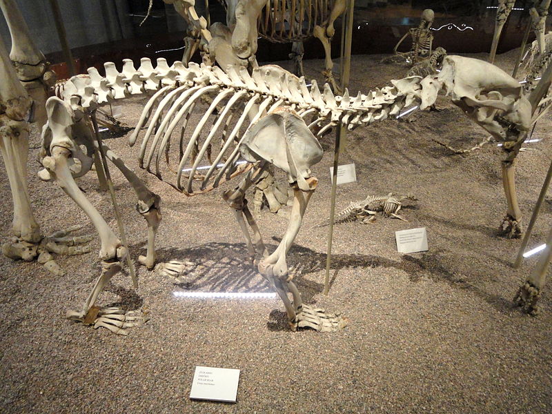 File:Ursus maritimus skeleton - Finnish Museum of Natural History - DSC04518.JPG