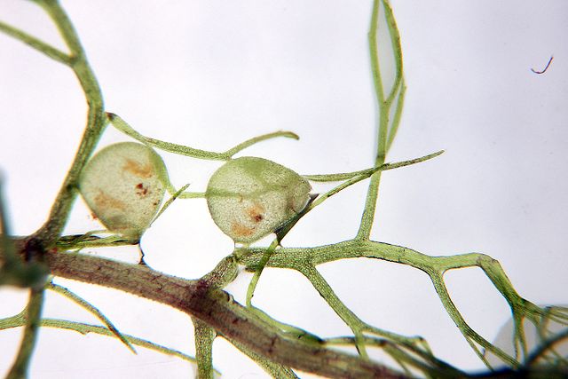 Carnivorous plant in the order Lamiales; Utricularia aurea