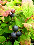 Vaccinium smallii var. smallii 4.JPG