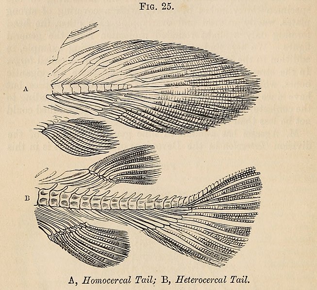 File:Vestiges 11 fig 25 Homocercal tail Heterocercal tail.jpg